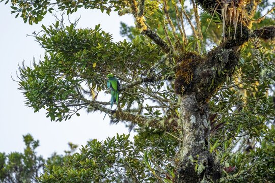 Quetzal (Pharomachrus mocinno) sitting on a tree in the cloud forest, Parque Nacional Los Quetzales, Costa Rica