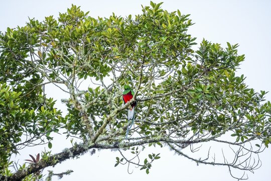Quetzal (Pharomachrus mocinno) sitting on a tree in the cloud forest, Parque Nacional Los Quetzales, Costa Rica
