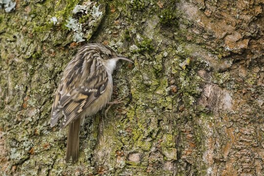 Garden treecreeper (Certhia brachydactyla) forages for insects on rough tree bark, Hesse, Germany