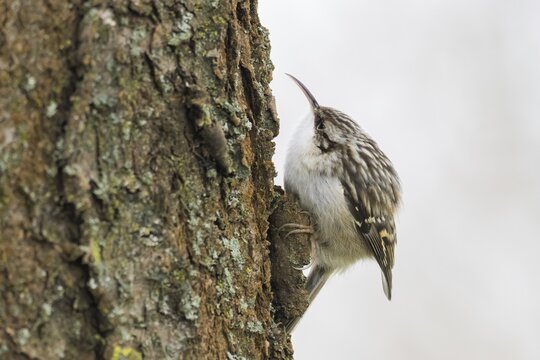 Garden treecreeper (Certhia brachydactyla) climbing on tree trunk with barky bark, Hesse, Germany