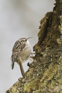 Garden treecreeper (Certhia brachydactyla) on tree bark with natural surroundings, Hesse, Germany