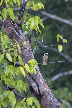 Sulphur-masked tyrant (Pitangus sulphuratus) sitting on a branch, Corcovado National Park, Osa Peninsula, Puntarena Province, Costa Rica