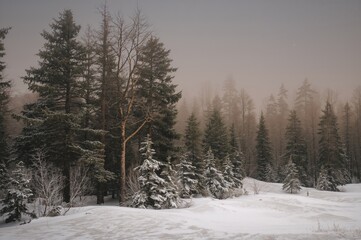 Fototapeta premium Beautiful snowy winter landscape in an untouched forest with tall firs and ancient pines