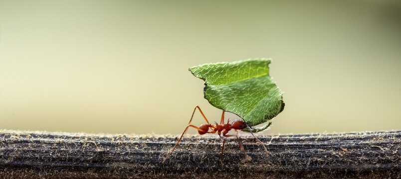 Leaf-cutter ant (Atta cephalotes) carrying a piece of leaf, rainforest, Costa Rica