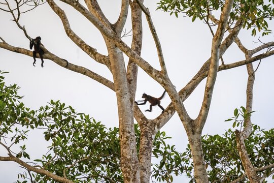 Geoffroy's spider monkey (Ateles geoffroyi), two monkeys in a tree, Sirena, Corcovado National Park, Osa, Puntarena Province, Costa Rica