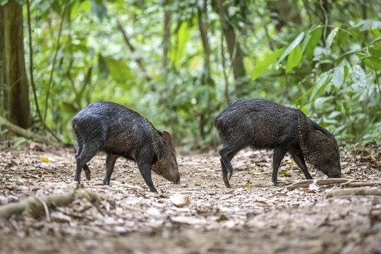 Collared peccary (Pecari tajacu) two animals foraging in the rainforest, Corcovado National Park, Osa, Puntarena Province, Costa Rica
