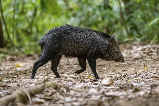Collared peccary (Pecari tajacu) foraging in the rainforest, Corcovado National Park, Osa, Puntarena Province, Costa Rica