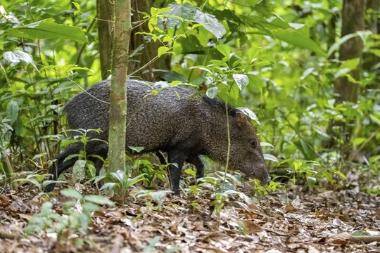 Collared peccary (Pecari tajacu) foraging in the rainforest, Corcovado National Park, Osa, Puntarena Province, Costa Rica