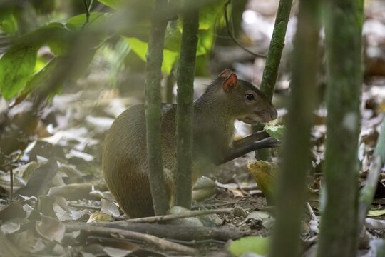 Central American agouti (Dasyprocta punctata) in the rainforest, Corcovado National Park, Osa, Puntarena Province, Costa Rica