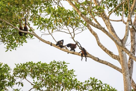 Geoffroy's spider monkey (Ateles geoffroyi), four monkeys in a tree, Sirena, Corcovado National Park, Osa, Puntarena Province, Costa Rica