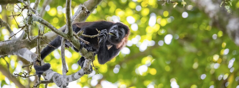 Howler monkey (Alouatta palliata) eating leaves in a tree, Cahuita National Park, Costa Rica