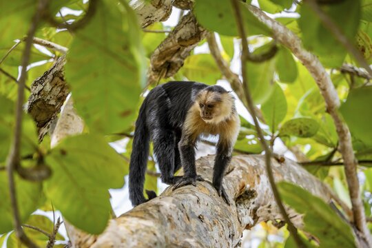 Panama capuchin monkey (Cebus imitator) in a tree, Cahuita National Park, Costa Rica