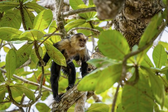 Panama capuchin monkey (Cebus imitator) in a tree, Cahuita National Park, Costa Rica