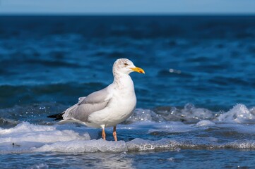 Obraz premium Gull gazing at the ocean