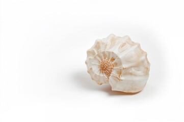 Single Seashell on a Plain White Surface