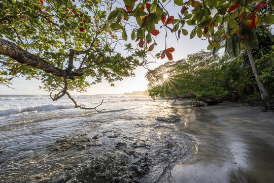 Sea and Caribbean sandy beach with tropical trees at sunrise, sun star, Caribbean coast, Playa Negra, Cahuita, Lim&oacute;n province, Costa Rica