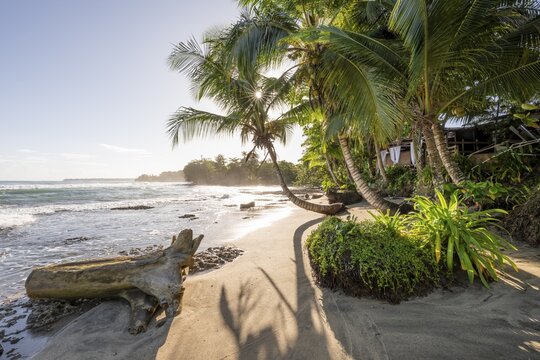 Sea and Caribbean sandy beach with palm trees at sunrise, sun star, Caribbean coast, Playa Negra, Cahuita, Lim&oacute;n province, Costa Rica