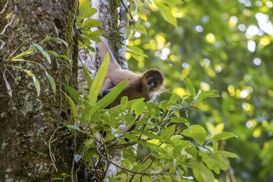 Geoffroy's spider monkey (Ateles geoffroyi) climbing a tree in the jungle, Tortuguero National Park, Costa Rica