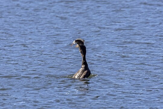 Cormorant (Phalacrocorax carbo) devouring fish in the water, Bolle di Magadino nature reserve in Magadino, Ticino, Switzerland