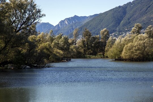 Lake, Bolle di Magadino nature reserve in Magadino, Ticino, Ticino, Switzerland