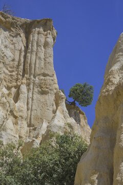Slate tree on the sandstone cliffs of Les Orgues Ille-sur-T&ecirc;t, Centre Ville Nord-Ouest, D&eacute;partement Pyr&eacute;n&eacute;es-Oriental, France