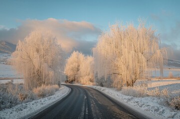 Obraz premium Picturesque landscape of frost-coated trees lining a curvy rural path