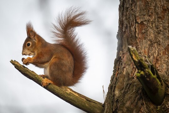 Squirrel (Sciurus vulgaris) sitting on a branch and holding a hazelnut in its paws, Baden-W&uuml;rttemberg