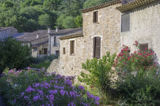 Blooming oleander and stone houses, Saint-Guilhem-le-D&eacute;sert, D&eacute;partement H&eacute;rault, France