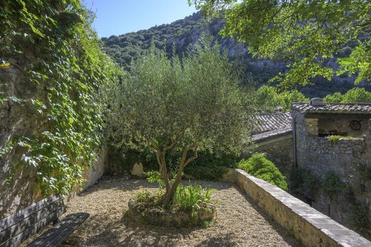 Small square with olive tree, Saint-Guilhem-le-D&eacute;sert, D&eacute;partement H&eacute;rault, France