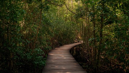 Obraz premium Timber path winding through dense mangrove woods