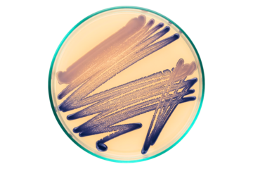 Streaks of blue bacterial colonies growing in a petri dish isolated on a transparent background