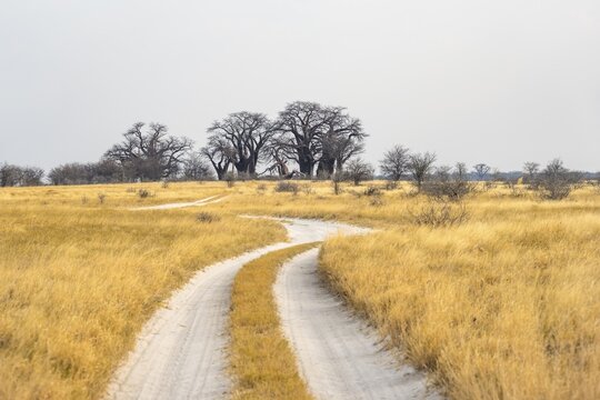 Road, track between yellow dry grass leads to Baobabs, Baine's Baobabs, Nxai Pan National Park, Botswana