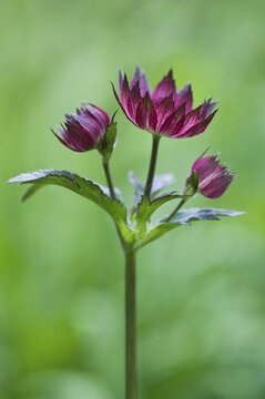 Starry umbel (Astrantia major Rubra), Emsland, Lower Saxony, Germany