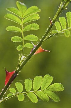 Barbed wire rose (Rosa omeiensis Pteracantha), Emsland, Lower Saxony, Germany