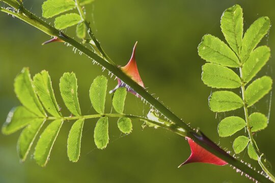 Barbed wire rose (Rosa omeiensis Pteracantha), Emsland, Lower Saxony, Germany