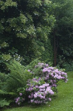 Rhododendron (Rhododendron minus) and fern (Dryopteris filix-mas), Emsland, Lower Saxony, Germany