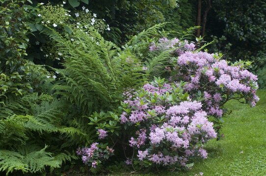 Rhododendron (Rhododendron minus) and fern (Dryopteris filix-mas), Emsland, Lower Saxony, Germany