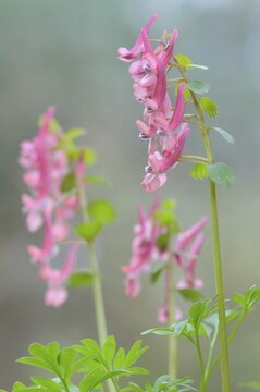 Corydalis solida (Corydalis solida), Emsland, Lower Saxony, Germany