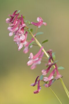 Corydalis solida (Corydalis solida), Emsland, Lower Saxony, Germany