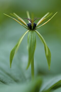 Herb Paris (Paris quadrifolia), Emsland, Lower Saxony, Germany