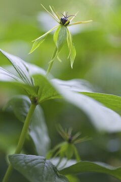 Herb Paris (Paris quadrifolia), Emsland, Lower Saxony, Germany