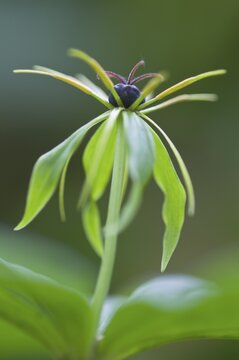 Herb Paris (Paris quadrifolia), Emsland, Lower Saxony, Germany