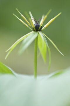 Herb Paris (Paris quadrifolia), Emsland, Lower Saxony, Germany