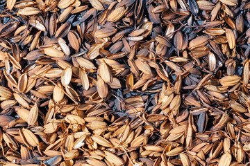 新米の脱穀した籾殻を燃やして炭化したもの