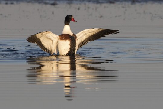 A shelduck (Tadorna tadorna) spreads its wings on calm water, Texel Island, West Frisian Islands, Netherlands, Holland