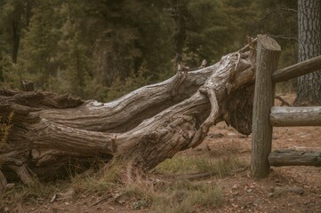 A fallen ancient tree trunk rests beside a wooden barrier