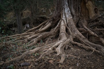 The base of a dead and withered tree