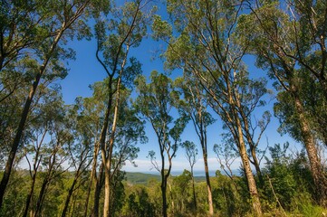 Obraz premium Towering eucalyptus trees with lush green leaves under a bright blue sky in a woodland area