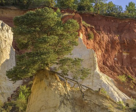Single Aleppo pine (Pinus halepensis) and ochre rock Colorado de Rustrel, Rustrel, D&eacute;partement Vaucluse, France