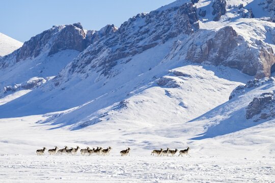 Marco Polo sheep (Ovis ammon polii) in snowy habitat, Pamir-Argali, Pamir wild sheep, Pamir plateau, Gorno-Badakhshan province, Tajikistan, Central Asia